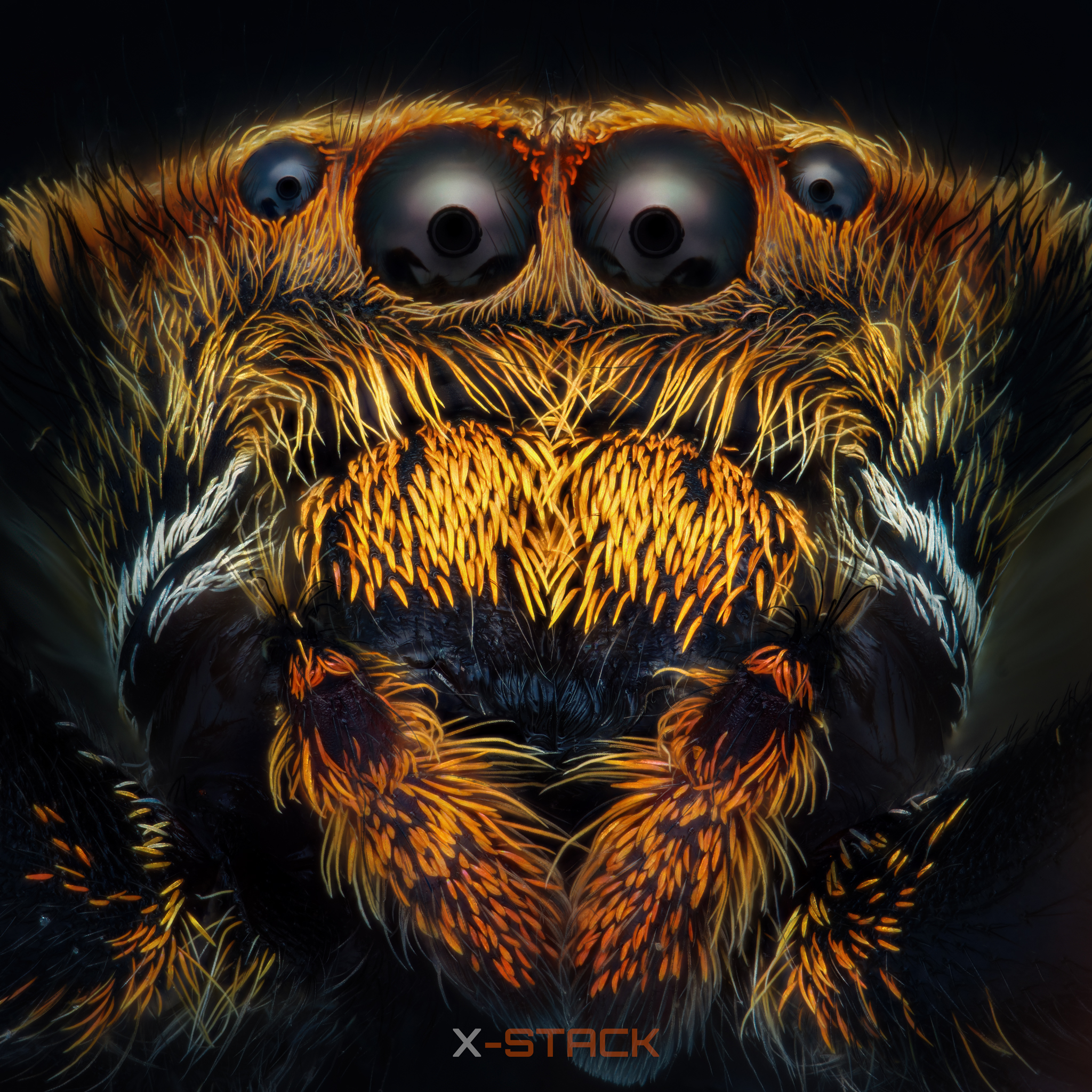 Jumping Spider