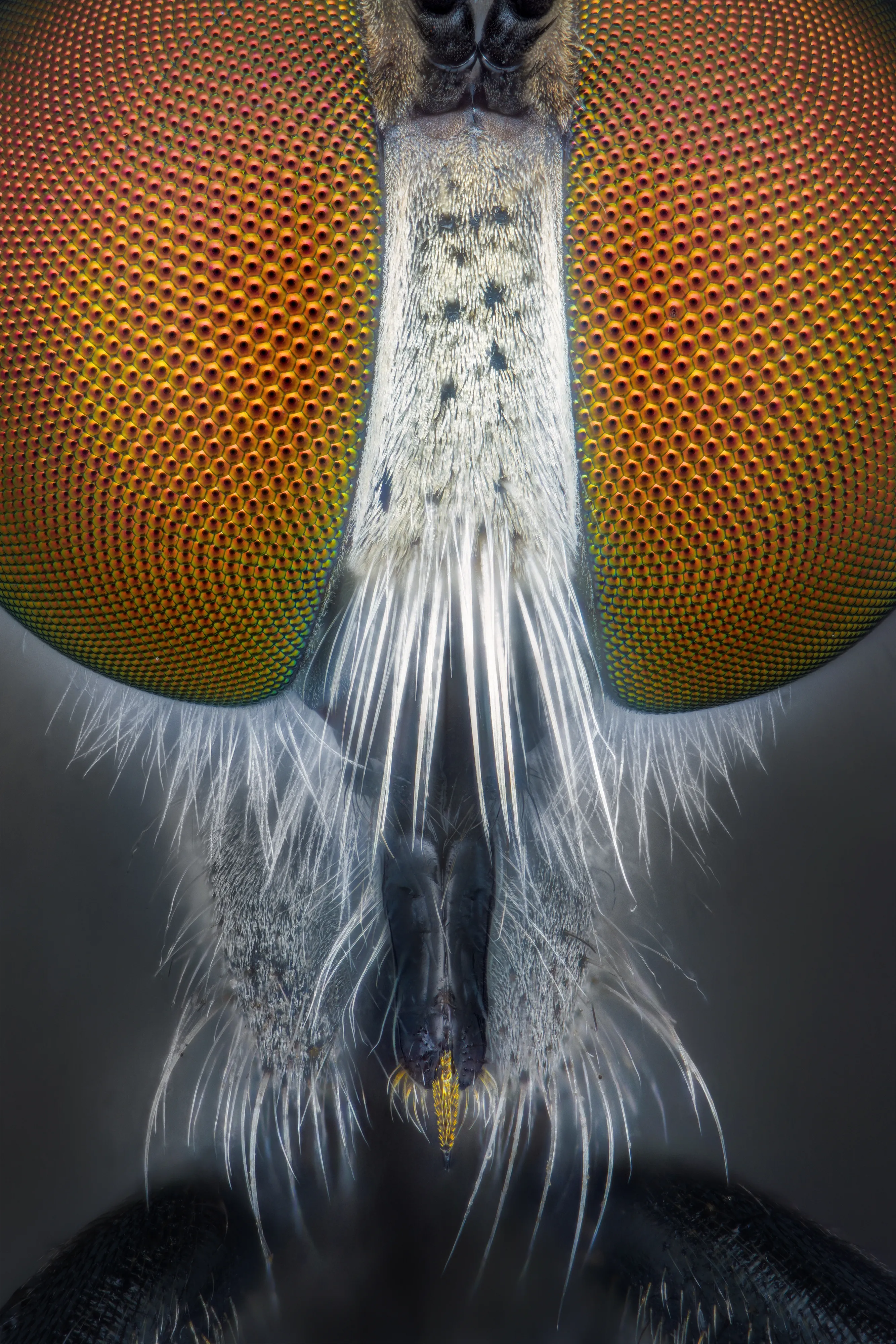 Robber Fly Eyes